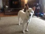 Adopt Nala a White Shiba Inu  Mixed dog in Charlton MA (15569054