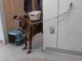 Adopt ROMEO a BrownChocolate Pit Bull Terrier  Mixed dog in Taco