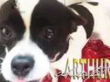 Adopt Arthur a Rat Terrier  Mixed dog in Fort Worth TX (15296641