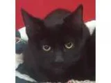 Adopt Robin - Adoption Pending a All Black Domestic Shorthair (s
