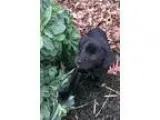 Adopt Stormy a Black Labrador Retriever  Golden Retriever  Mixed