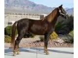 Smooth Safe Beautiful Gaited Trail Horse