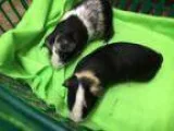 Adopt Finn and Po a Guinea Pig
