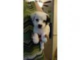 Adopt Snapdragon a White - with Black Hound (Unknown Type)  Shep