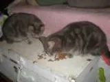 Adopt Buddy a Tabby - Grey Extra-Toes Cat (Hemingway Polydactyl)