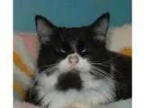 Adopt Panda a Domestic Mediumhair  Mixed (short coat) cat in Cin