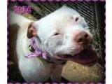 Adopt Josie a White Pit Bull Terrier  Mixed dog in Jasper IN (15