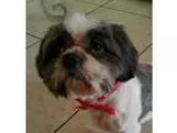Adopt Lukki a Shih Tzu