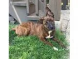 Adopt Lemonade--I m an Adoption Center Dog a Brindle - with Whit