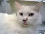 Adopt Norma Jean a White (Mostly) Turkish Van (medium coat) cat 