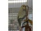 Adopt Ari a Parakeet (Other)