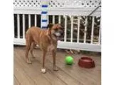 Adopt Spice (FCtw) a TanYellowFawn - with White Boxer  Shepherd 