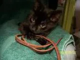 Adopt Raferty (available 526) a Domestic Shorthair  Mixed cat in