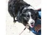 Adopt Jackie - available 530 a Black - with White Border Collie 