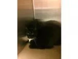Adopt Harley (TAS 1Q) &acirc Home Ave a Black and White or Tuxed