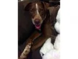 Adopt Cherokee a RedGoldenOrangeCh estnut Labrador Retriever  Po