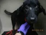 Adopt MOLLY a Cocker Spaniel  Mixed dog in San Antonio TX (15600
