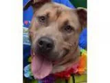 Adopt Hayes a TanYellowFawn - with White American Pit Bull Terri