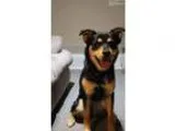 Adopt Nyla a Black - with Tan Yellow or Fawn Rottweiler  Siberia