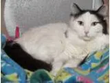 Sofia - Female Siamese