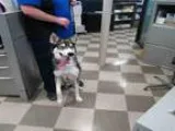 Adopt HUGO a Siberian Husky  Mixed dog in Toronto ON (15536667)
