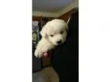 Adopt Chrysanthemum (Chrys) a White Hound (Unknown Type)  Shephe