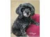 Adopt Maggie a Black - with Gray or Silver Poodle (Miniature)  M