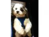 Adopt Jacks (pending adoption) 520 a White - with Gray or Silver