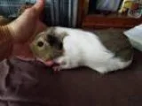 Adopt Wendy a Guinea Pig