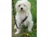 Adopt Dorthy ADOPTED a Shih Tzu