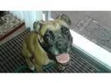 Adopt Cool Hand Lucas a TanYellowFawn Boxer  Mixed dog in Centra