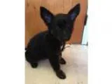 Adopt Cressida a Black - with Tan Yellow or Fawn German Shepherd