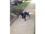 Tia - Female Great Dane