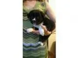 Adopt Daisy a Black - with White Hound (Unknown Type)  Shepherd 