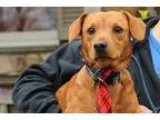 Adopt Wilkes a RedGoldenOrangeCh estnut Dachshund  Mixed dog in 