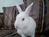 Adopt January a OtherUnknown  Mixed rabbit in Watauga TX (151630