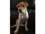 Adopt Quinn a Jack Russell Terrier Beagle