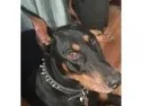 Adopt Romo a Black - with Tan Yellow or Fawn Doberman Pinscher  