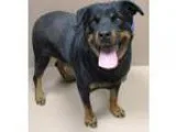 Adopt ZOLITA a Rottweiler  Mixed dog in Reno NV (15647267)