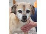 Adopt Mortin a TanYellowFawn Beagle  Pug  Mixed dog in Avon OH (