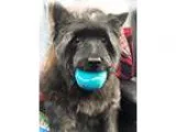 Adopt TERENCE IN PA a Black Cairn Terrier  Mixed dog in Medina O