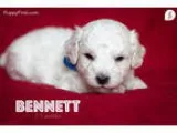 Bennett_HOLD
