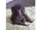 Adopt Pierre a Black Poodle (Miniature)  Mixed dog in Bloomingto
