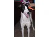 Adopt Romeo a White - with Black Greyhound  Mixed dog in Yucaipa
