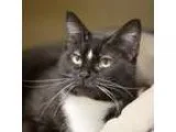Adopt Oreo Double Stuff a Black and White or Tuxedo Domestic Sho