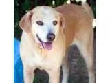 Adopt Rachel and Sara a TanYellowFawn Labrador Retriever  Mixed 