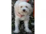 Adopt Clark Kent a White Poodle (Miniature)  Mixed dog in Plano 