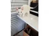 Adopt Tae a Brown Tabby Domestic Shorthair (short coat) cat in A
