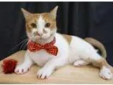 Adopt Velcro a Domestic Shorthair  Mixed cat in League City TX (