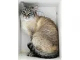 Adopt Snickerdoodle a Domestic Shorthair  Mixed cat in Topeka KS